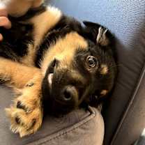 Thumbnail photo of Tiramisu #3