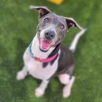 Thumbnail photo of Celine Dion #1