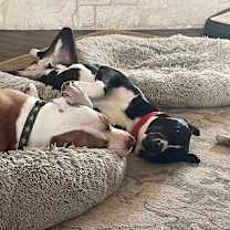 Thumbnail photo of Comet #4