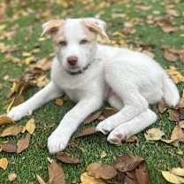 Thumbnail photo of Bosch #4