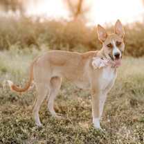 Thumbnail photo of Teeka #1