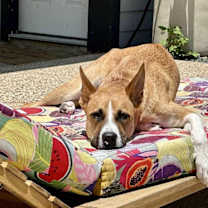 Thumbnail photo of Teeka #4