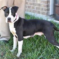 Thumbnail photo of Addie #4