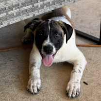 Thumbnail photo of Susie #1