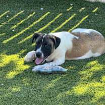 Thumbnail photo of Susie #2