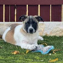 Thumbnail photo of Susie #3