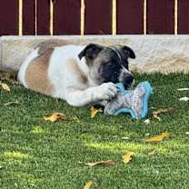 Thumbnail photo of Susie #4