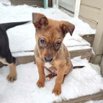 Thumbnail photo of Lennie #3