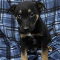 Thumbnail photo of Limon #4