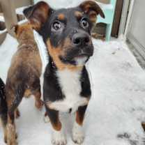 Thumbnail photo of Louise #4