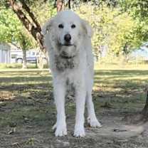 Thumbnail photo of Buddy #2