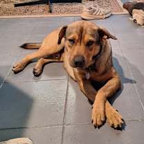 Thumbnail photo of Snoopy #1