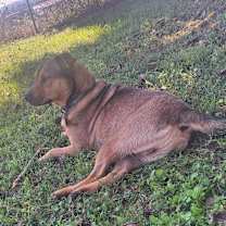 Thumbnail photo of Snoopy #2