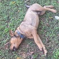 Thumbnail photo of Snoopy #3