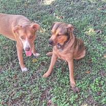 Thumbnail photo of Snoopy #4