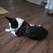 Thumbnail photo of Milo #2