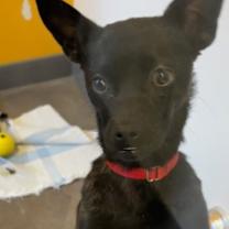 Thumbnail photo of Dodi #2