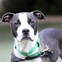 Thumbnail photo of Zeek #1