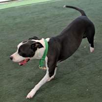 Thumbnail photo of Zeek #3