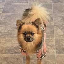 Thumbnail photo of Willow #1