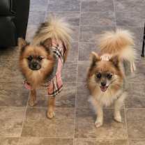 Thumbnail photo of Willow #2