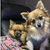 Thumbnail photo of Willow #3