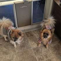 Thumbnail photo of Willow #4