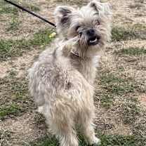 Thumbnail photo of Snowbelle #2