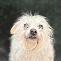 Thumbnail photo of Ryder #2