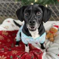 Thumbnail photo of Venom #1