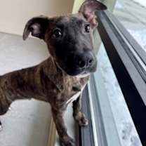 Thumbnail photo of Boogie #2