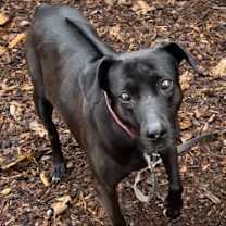 Thumbnail photo of Vada #1