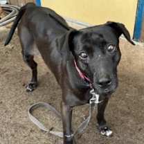 Thumbnail photo of Vada #2