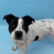 Thumbnail photo of Clover #1