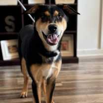 Thumbnail photo of Chubbs #3