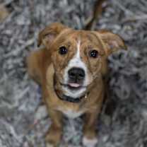 Thumbnail photo of Pony #2