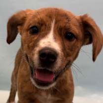 Thumbnail photo of Pony #3