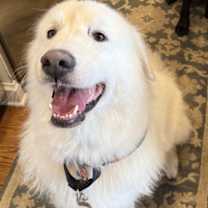 Thumbnail photo of Buddy the Elf #2