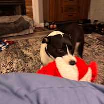 Thumbnail photo of Zeuse #2