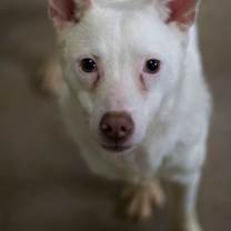 Thumbnail photo of Toby #3