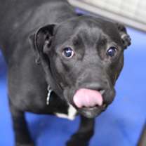 Thumbnail photo of Dozer #1