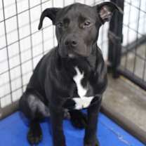 Thumbnail photo of Dozer #2