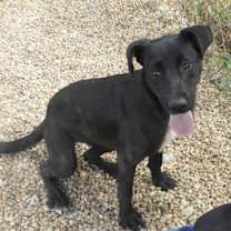 Thumbnail photo of Dixie #3