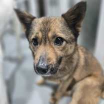 Thumbnail photo of Mongsil #3