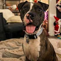 Thumbnail photo of Rocco #1