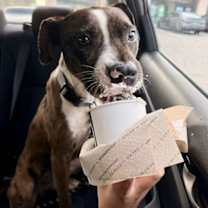 Thumbnail photo of Rocco #2