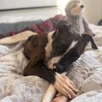 Thumbnail photo of Rocco #3