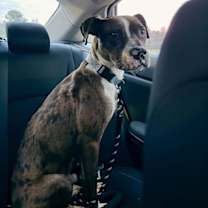 Thumbnail photo of Rocco #4