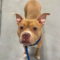 Thumbnail photo of Guero #4