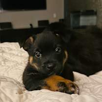 Thumbnail photo of Viper - *Available 12/20* Costa Mesa Location  #1